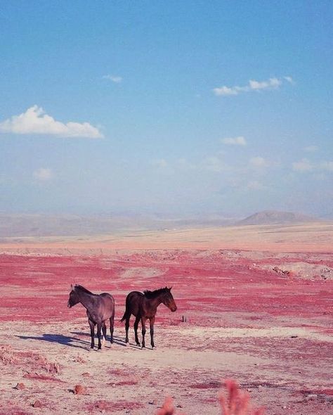 Sheena Miyake on Instagram: "🍡via @aemrekoktas @ad_magazine #emrekoktas #innervoice" Rose Palette, Pink Horse, World Photography Day, Horse Wallpaper, Horse Aesthetic, Vegan Nail Polish, Wallpaper Pink, Horse Photography, Horse Pictures