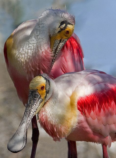 30 millions d'amis magazine aime... Roseate spoonbill - Platalea ajaja - by Darlene Boucher. Regard Animal, Roseate Spoonbill, Big Bird, All Birds, Exotic Birds, Pretty Birds, Bird Photo, Colorful Birds, Little Birds