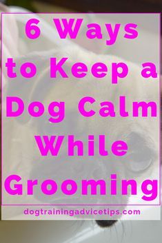 Untitled Dog Grooming Shih Tzu, Dog Grooming Diy, Dog Spa, Dogs Grooming, Puppy Grooming, Dog Grooming Tips, Poodle Grooming, Dog Health Tips, Daisy Mae