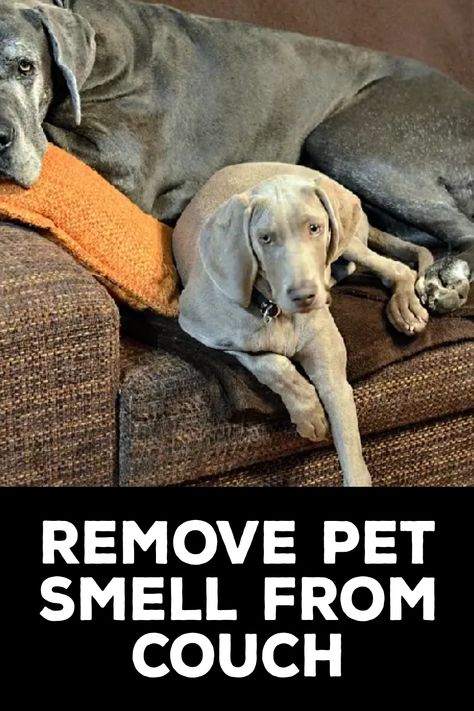 How to Remove Pet Smell From Couch How To Get Animal Pee Smell Out Of Couch, Remove Pet Odor From Couch, Couch Smells Like Dog, Couch Odor Remover, Couch Smell Remover, Couch Freshener Diy, Get Dog Smell Out Of Couch, Pet Odor Out Of Couch, Remove Dog Smell From Couch