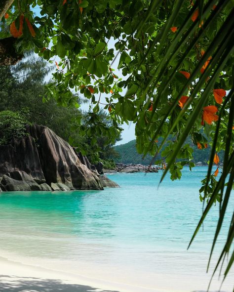 Mentally I am here 🌴🐢🌊🇸🇨 . . . . . #seychelles #seychellestravel #travelphotography Seychelles Aesthetic, Senior Trip, Country Paintings, Travel Wishlist, Pretty Drinks, Summer Plans, Travel Diy, I Am Here, Honeymoon Destinations