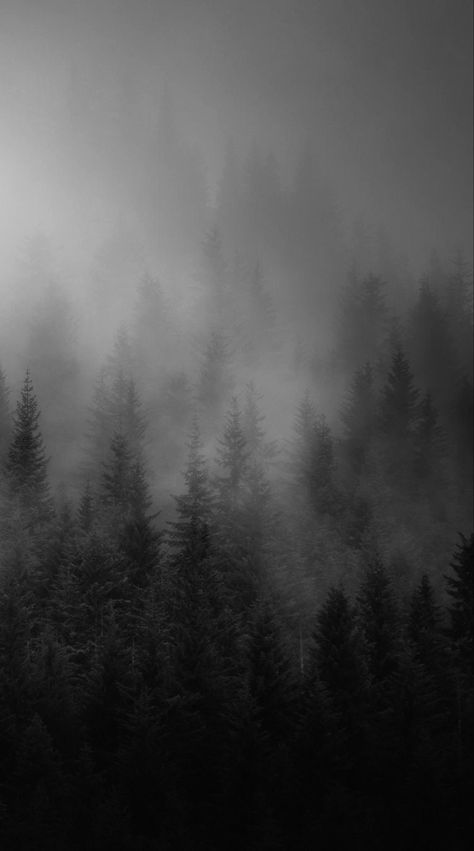 Dark Woods Wallpaper, Dark Forest Aesthetic Wallpaper, Aethetics Picture, Black Forest Wallpaper, Forest Aesthetic Dark, Dark Nature Wallpaper, Misty Aesthetic, City Wallpaper Aesthetic, Dark Forest Wallpaper