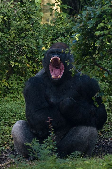 Gorilla Screaming, Gorilla Wallpaper, Gorillas Art, Angry Animals, Silverback Gorilla, Wild Animals Pictures, Mountain Gorilla, Dangerous Animals, Great Ape