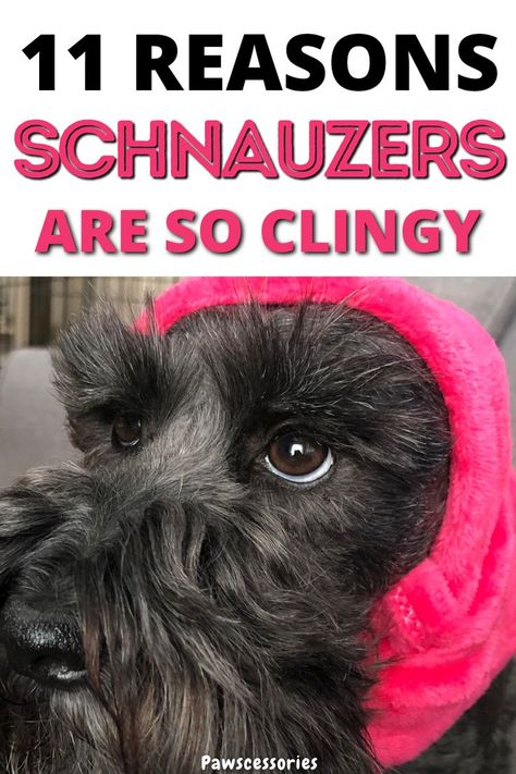 In this post you’ll discover the 11 of the most common reasons why your schnauzer is acting so clingy and needy as well as things you can do to help reduce their clinginess. Reason #1 is the least talked about but potentially one of the biggest! #schnauzers #schnauzertips #schanuzerfacts Mini Schnauzer Haircuts, How To Groom A Schnauzer At Home, Schnauzer Face Grooming, Miniature Schnauzer Haircut Hairstyles, Schnauzer Sayings, Mini Schnauzer Grooming Haircuts, Schnoodle Haircut, Miniature Schnauzer Haircut, Dog Birthday Quotes