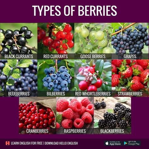 Aronia Melanocarpa, Resep Vegan, Fruits And Vegetables List, Name Of Vegetables, Benefits Of Berries, Aronia Berries, Types Of Berries, Vocabulary English, Fruit Names