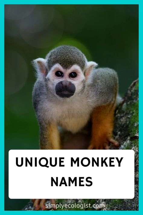 Monkeys are smart and sociable creatures, each with their own distinct personality. By choosing a name that reflects your monkey’s character, you’ll have a Monkey Species, Monkey Names, Boy Monkey, Types Of Monkeys, Wildlife Travel, Creative Names, Pet Monkey, Funny Names, King Louie