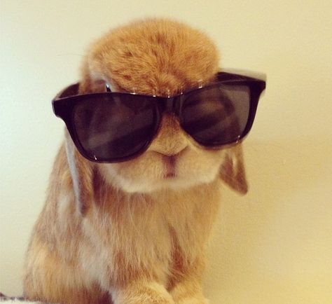 Sunglasses are helpful should your Easter be sunny and hinder your site. Animals Memes, Adorable Bunnies, Fluffy Bunny, Bunny Pictures, Wearing Sunglasses, Funny Bunnies, Baby Bunnies, Cute Creatures, Cute Little Animals