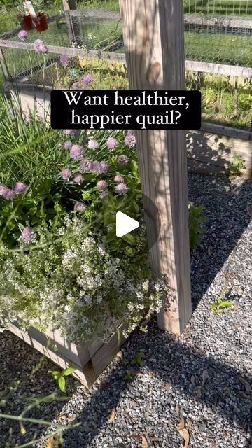 The Quaily Bunch on Instagram: "The secret to happier quail.   #quail #coturnixquail #coturnixcoturnix #coturnixjaponica #birdlover #birdfreaks #adorableanimals #coturnixquailofinstagram #quailofinstagram #quailsofinstagram #quailtok #thequailybunch #homeschool #homestead #homesteading #homesteadlife #cuteanimals" Winterizing Quail Coop, Plants For Quail Coop, Plants For Quail Pen, Quail Hideout, Indoor Quail Enclosure, Quail House Ideas, Keeping Quails, Quail Aviary With Plants Diy, Quail Enclosure Ideas