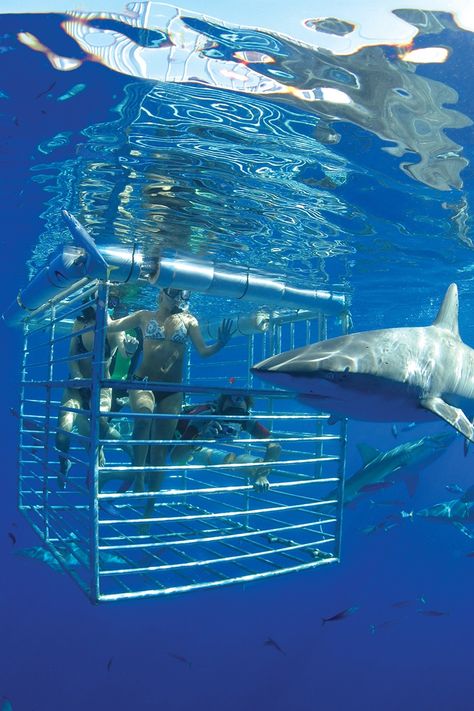 One way to lose your fear of sharks is to encounter them, safely, inside a steel cage. Shark Biologist Aesthetic, Shark Aesthetics, Shark Cage Diving Aesthetic, Cage Diving With Sharks, Sharks In Water Aesthetic, Shark Cage Diving, Shark Cage, Shark Infested Waters, Hawaii Magazine