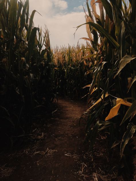 Cornfield Aesthetic Night, Cornfields Aesthetic, Corn Fields Aesthetic, Clown In A Cornfield Aesthetic, Scary Cornfield, Creepy Cornfield, Spooky Cornfield, Jonathan Crane Aesthetic, Corn Field Aesthetic