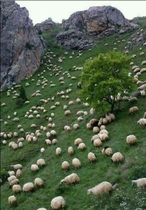 Sheep! Bergen, Animal Kingdom, Sheep Farm, Sheep And Lamb, 귀여운 동물, Animals Friends, Farm Life, Belle Photo, Beautiful Creatures