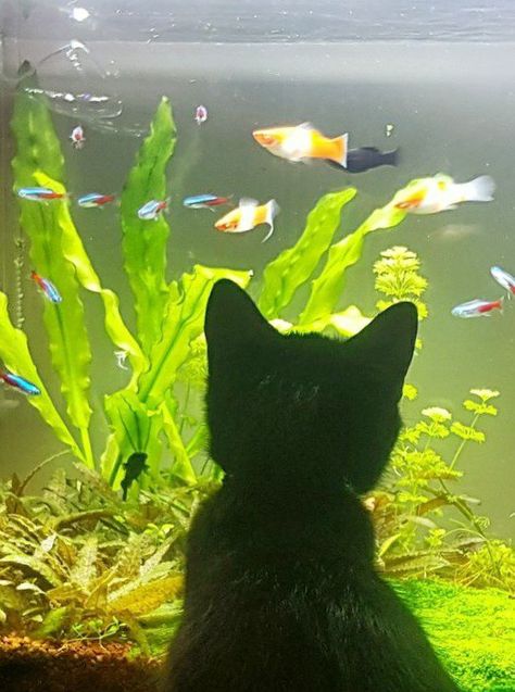 Cats And Fish, Silly Animal Pictures, Cat With Fish, Cottagecore Cat, Cat Fishing, Cat And Fish, Wonder Pets, Silly Cats Pictures, Cute Doodle Art