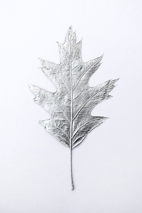 Spray painted leafs// Silver Home Accessories, Gray Aesthetic, Silver Paint, Aesthetic Colors, Color Plata, White Aesthetic, Silver Leaf, Accessories Jewelry, Maple Leaf Tattoo