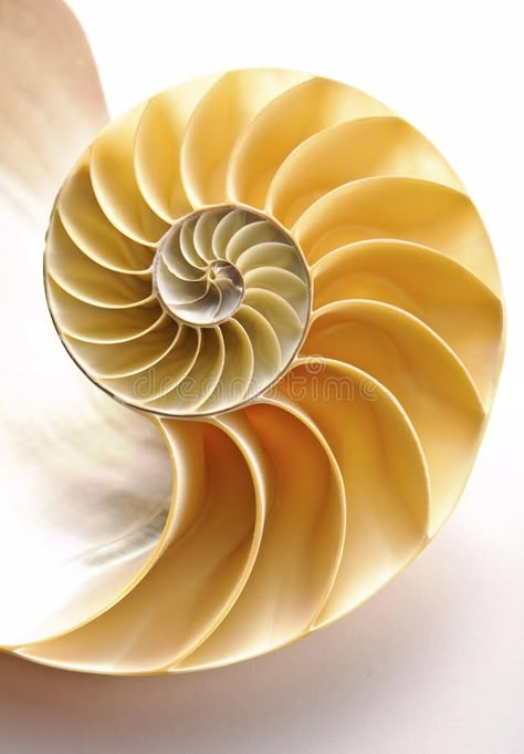 Nautilus Shell. Inside of Nautilus Shell Showing Spiral , #AD, #Shell, #Nautilus, #Spiral, #Showing #ad Shell Spiral, Fibonacci Art, Spirals In Nature, Seashells Photography, Round Things, Geometry In Nature, Spiral Shell, Nautilus Shell, Spiral Shape