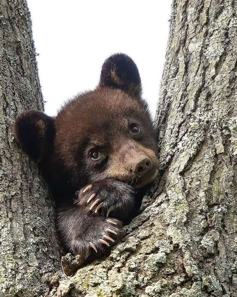 Photo Ours, Black Bear Cub, Bear Cub, Bear Pictures, Bear Art, Bear Cubs, Cute Animal Pictures, Sweet Animals, Animal Planet