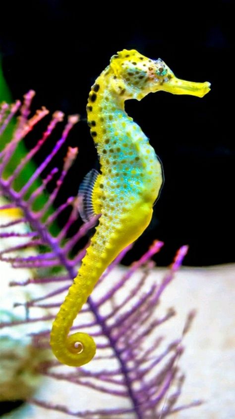 Blue Seahorse, Sea Dragons, Creature Marine, Fauna Marina, Sea Horses, Beautiful Sea Creatures, Water Animals, Underwater Creatures, Sea Dragon