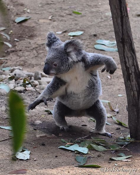 Kev Koelmeyer Photography on Instagram: “Happy Saturday 😊❤️🐨 . .  Koala Air Surfing ☺️🐨🏄🏻‍♂️❤️ . .  #seeaustralia 🇦🇺 #australiagram  #nature_cuties  #nature_brilliance…” Cute Australian Animals, Koala Marsupial, Koala Tattoo, Koala Drawing, Cute Animal Tattoos, Beautiful Australia, The Wombats, Bear Drawing, Zoom Meeting