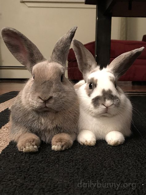 Four ears, four eyes, two noses, lots of whiskers - December 7, 2017 Pretty Bunny, Two Bunnies, Daily Bunny, Four Eyes, Pet Bunny, Bunny Pictures, Bunny Rabbits, December 7