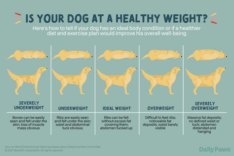 Dog Weight Chart, Lymphoma In Dogs, Dog Chart, Dog Eats, Weight Chart, Winding Path, Weight Charts, Nutrition Consultant, Dog Weight