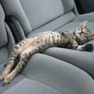 “Bro, I really appreciate you driving me home. I’m just gonna lay like this, OK?” | 31 Cats Who Overdid It On The Eggnog Funny Animal Pictures, Image Chat, Picture Captions, 귀여운 동물, Beautiful Cats, Crazy Cats, Cat Pics, Cat Love, Week End