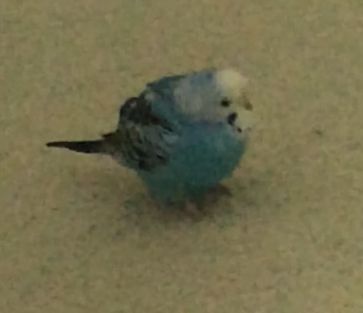 Cute Bird Pictures, Birds Being Cute, Budgie Photography, Bird Pfp, Budgies Parrot, Funny Bird Pictures, Budgie Bird, Fat Bird, Budgies Bird