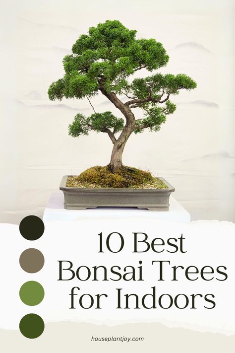 Bring the beauty of nature indoors with the best bonsai trees! 🌳✨ When selecting bonsai trees for indoor spaces, consider factors like size, lighting, and care needs. Our article explores top options that thrive in various conditions, helping you find the perfect bonsai to enhance your indoor space. Dive in and discover your ideal indoor bonsai companion! 🏡🌿 #IndoorBonsai #GreeneryInside 🍃🌳 Indoor Bonsai Tree Types, Bonsai Decoration Ideas, Bonsai Tree Aesthetic, Trees For Indoors, Bonsai Tree Indoor, Bonsai Nursery, Bonsai Tree Types, Bonsai Tree Care, Indoor Bonsai Tree