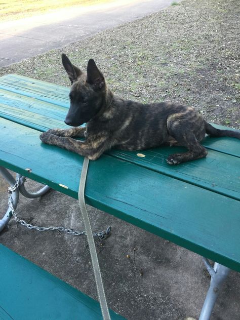 Miles Dutch Shepherd from 187Kennels Dutch Shepherds and Belgian Malinois Dutch German Shepherd, Dutch Shepherd Puppy, Shiloh Shepherd Dog, Dutch Shepherd Dog, Pig Care, Dutch Shepherd, Pig Toys, Cat Shaming, Giant Dog Breeds