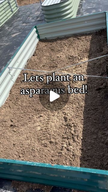 Kristina Nickerson 🇺🇸 homesteading on 5 acres 🌾 on Instagram: "This was a labor of love but I can’t wait until I have some delicious asparagus at my fingertips! 

#asparagusgarden #asparagusplant #farm #homestead #homesteadlifestyle #homesteading #homesteader #homestead #makingyourhouseahome #homesteaders #homesteadersofinstagram #ranchher #womeninag #womeninagriculture #womenwhofarm #buydirt #godscountry #farmtotable #farmtofork #gardentips #gardening #farden #gardenersofinstagram #gardenhack #dailygarden" How To Plant Asparagus, Asparagus Garden, Farm Instagram, Asparagus Plant, Future Garden, Vegetable Gardens, Garden Bed, Garden Beds, Green Thumb