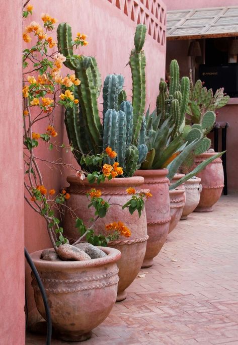 Tucson Garden, Style Hacienda, Succulent Landscape, Desert Backyard, Sky Ranch, Mexican Garden, Side Porch, Desert Garden, Open Sky