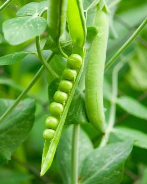 🌸 Springtime means everything peas! 🌿 We can't get enough of these little green gems - they add the perfect pop of color and flavor to any dish. From pea risotto to pea salad, we're all about that pea life. Who's with us? https://www.stahlbush.com/category/recipe/ #PeaLife #SpringPeas #SpringFlavors #VeggieLove #HealthyEating #springtime #sweetpeas #stahlbushislandfarms #HealthyEating #HealthyRecipes #HealthyLifestyle #healthyhabitsforlife #healthylivingtips #healthyrecipeshare #cleaneatin... Peas Aesthetic, Pea Risotto, Spring Peas, Peas Recipe, Pea Salad, Green Peas, Green Gems, Healthy Living Tips, Sweet Pea