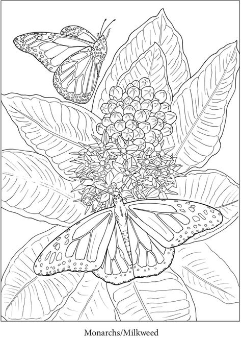 Welcome to Dover Publications Dover Publications Coloring Pages, Flower Colouring Pages, Dover Publications Coloring, Flower Stencil Patterns, Stitching On Paper, Gardens Coloring Book, Adult Coloring Designs, Dover Publications, Colouring Printables