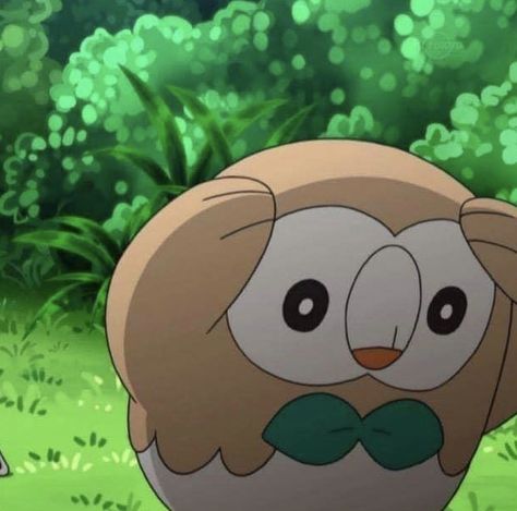 Good bye offended Pikachu, hello spirit animal. Rowlet Meme, Pokemon Faces, Pokemon Starters, Pokemon Memes, Pokemon Teams, Cartoon Memes, Wholesome Memes, Pokemon Pictures, Pocket Monsters