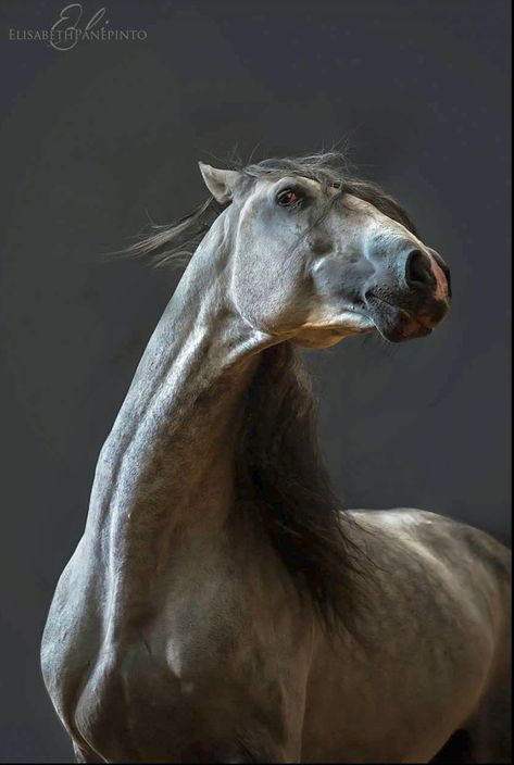 Horse Reference Photos, Dapple Gray Horse, Lusitano Stallion, Horse Poses, Gray Horse, Beautiful Horses Photography, Reference Board, Horse Anatomy, Horse Inspiration