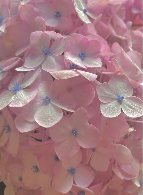 up close shot of pink hydrangeas with a vintage tint to the photo Light Academia Spring, February Aesthetic, Pink Hydrangeas, Light Pink Flowers, Aesthetic Flower, Danish Pastel, Pink Hydrangea, Fairy Light, Pretty Flower