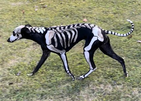 Storm Halloween, Dog Skeleton Costume, Dog Skeleton Halloween, Skeleton Dog, Dia De Los Muertos Decorations Ideas, Dog Grooming Styles, Skeleton Drawings, Arctic Fox Hair Color, Dog Aesthetic