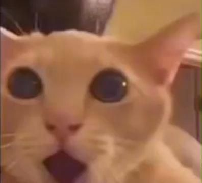 me when i dont study for a test and get 60% [Video] in 2022 | Cat memes, Funny animal videos, Funny anime pics Shocked Cat, Funny Looking Cats, Silly Cats Pictures, Instagram Funny, Funny Cute Cats, Silly Cats, Funny Anime Pics, Cat Gif, Baby Cats