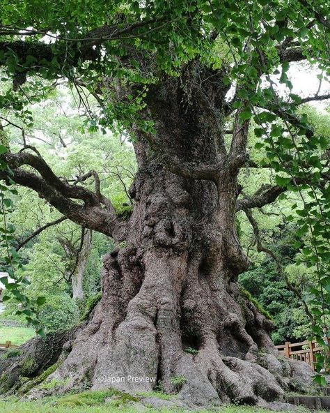 Camphor Tree, Huge Tree, Weird Trees, Giant Tree, Ancient Forest, Old Trees, Ancient Tree, Old Tree, Taichung