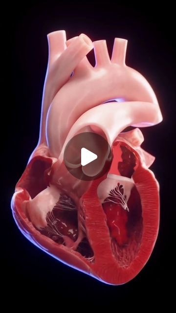 worldofmedics on Instagram: "Unlike traditional models, we've visualized just a trace of blood flow to reveal the heart's intricate mechanics. This approach keeps the structures visible, providing a clearer understanding of how the heart pumps life through our bodies. Animation by @sciepro.official #HeartBloodFlow #ConceptualAnimation #CardiacEducation #SciePro #meded #cardiology #heart #science #med #anatomy #vray #3d" Heart Pumping Blood, Heart Blood Flow, Cardiac Anatomy, Heart Science, Basic Anatomy And Physiology, Heart Valves, The Human Heart, Heart Anatomy, Heart Pump