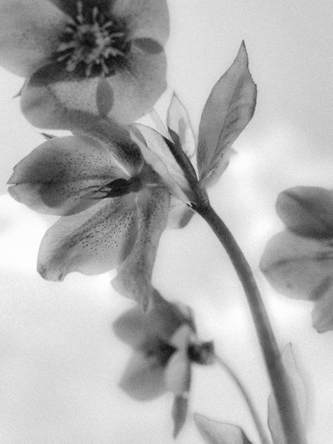 Hellebores by Hannah Earnshaw. Garden photography monochrome. Black and white. Ethereal Art Black And White, Black And White Floral Photography, Soft Black And White Aesthetic, White Ethereal Aesthetic, Aesthetic Art Black And White, Liana Flores, White Ethereal, Monochrome Aesthetic, Photography Monochrome