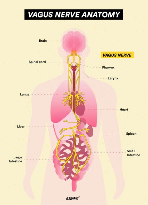 Vagus Nerve Ice Therapy, Ventral Vagus Nerve, Vagus Nerve Anatomy, Vagus Nerve Symptoms, Vagas Nerve, Vagus Nerve Healing, Las Vagus, Vagus Nerve Damage, Vagus Nerve Stimulator