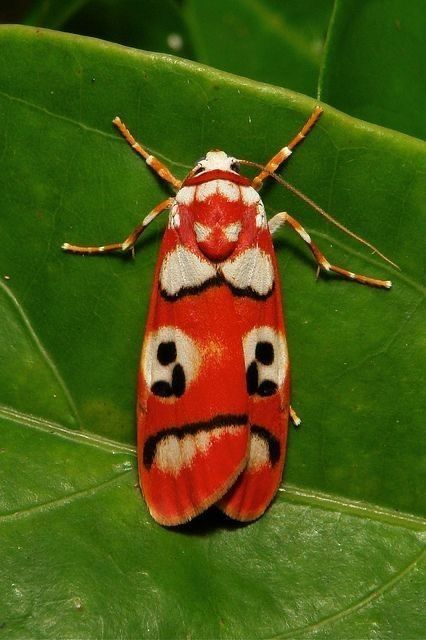 Red Lichen Moth (Cyana sp.) Yunnan, China Colorful Moths, Moth Caterpillar, Cool Bugs, A Bug's Life, Beautiful Bugs, Flying Insects, Creepy Crawlies, Arthropods, Arachnids