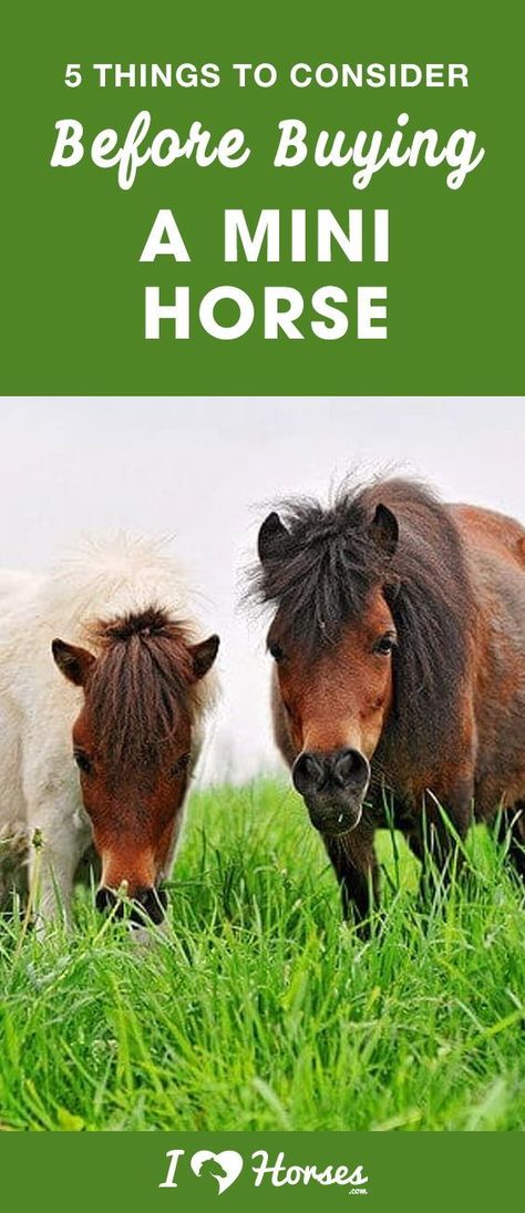 Miniature horses are absolutely adorable, and it’s no wonder that so many people want them – they seem like ideal little pets. While minis can make great companion horses, you shouldn’t rush into buying one unless you’re familiar with these five aspects of owning a miniature horse. Click here before you buy a mini horse. #minihorse #horses #horsebreed #buyingahorse #horseowner Mini Horse Farm, Pony Corral, Mini Horse Barn, Mini Horse Cart, Toys For Horses, Mini Ponies, Mini Horse Tack, Miniature Horses For Sale, Miniature Pony