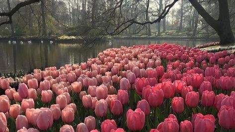 #tulips Ipad Wallpaper Tulips, Tulips Desktop Wallpaper Hd 1080p, Spring Pc Wallpaper, Macbook Wallpaper Aesthetic Flowers, Lap Wallpaper Desktop Wallpapers, Aesthetic Pictures Laptop, Pink Desktop Wallpaper Macbook, Macbook Wallpaper Aesthetic High Quality Desktop Vintage, Spring Laptop Wallpaper Aesthetic