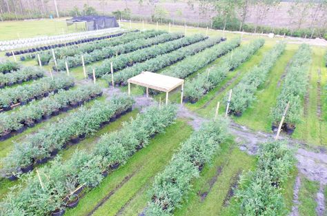 Blueberry Patch Garden, Blueberry Farming, Blueberries Garden, Blueberry Orchard, Blueberry Field, Farm Goals, Hydroponic Strawberries, Farm Tourism, Blueberry Patch