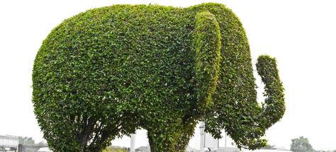 Bush Shape Ideas, Shrub Trimming Shape, Bush Trimming Shape, Trim Bushes, Classic Garden Design, How To Trim Bushes, Pruning Shrubs, Bush Garden, Topiary Plants