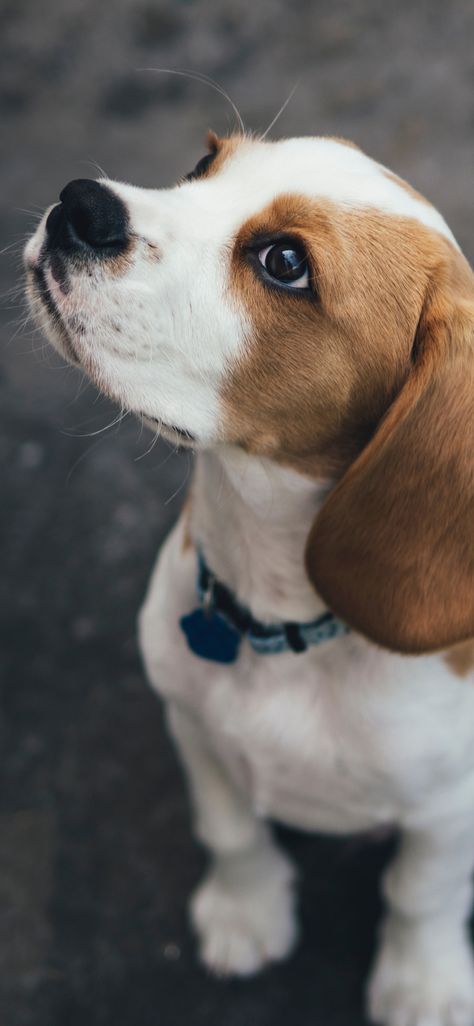 Beagle Wallpaper Iphone, Beagle Wallpaper, Beagle Pups, Kisi Kisi, Dog Wallpaper Iphone, Cute Dog Wallpaper, Cute Beagles, Cute Dog Pictures, Beagle Puppy