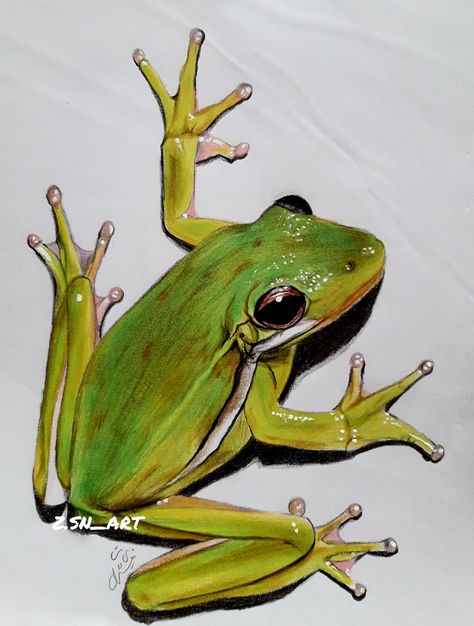 Inspired from the pin #art #painting #colourpencil  #colorpencil #colorpencilart  #colorpencildrawing #nature  #natureart #naturepaint  #realistic #realisticart Frog Sketch, Realistic Animal Drawings, Palm Frond Art, Cow Drawing, Wild Animals Photography, Frog Pictures, Frog Drawing, Architecture Drawing Art, Frog Art