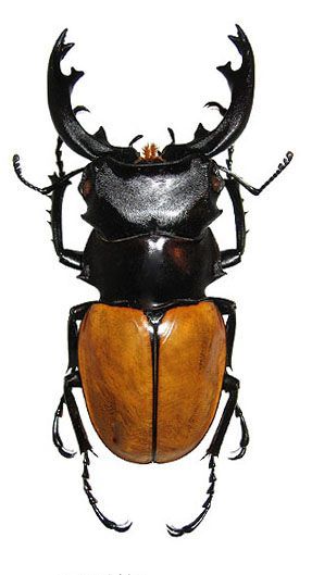 Beetle Art, Cool Insects, Bug Collection, Beetle Insect, Insect Collection, Cool Bugs, Bug Art, Stag Beetle, Beautiful Bugs