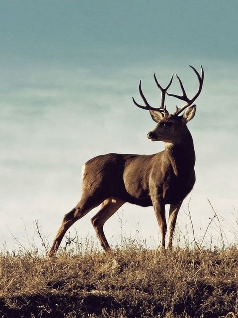 Deer Reference, Mule Deer Buck, Animal Reference Photos, Deer Sculpture, Hummingbirds Photography, Deer Species, Animal Poses, Deer Photos, Deer Pictures