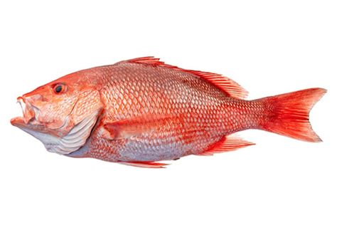 Species Profiles | NC DEQ Snapper Fish, Fish List, Red Snapper, Aquatic Life, Fish Illustration, Invasive Species, Life Ideas, Sea Creatures, Fishing